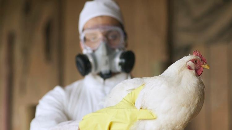  Vacina contra gripe aviária em humanos começa a ser desenvolvida
