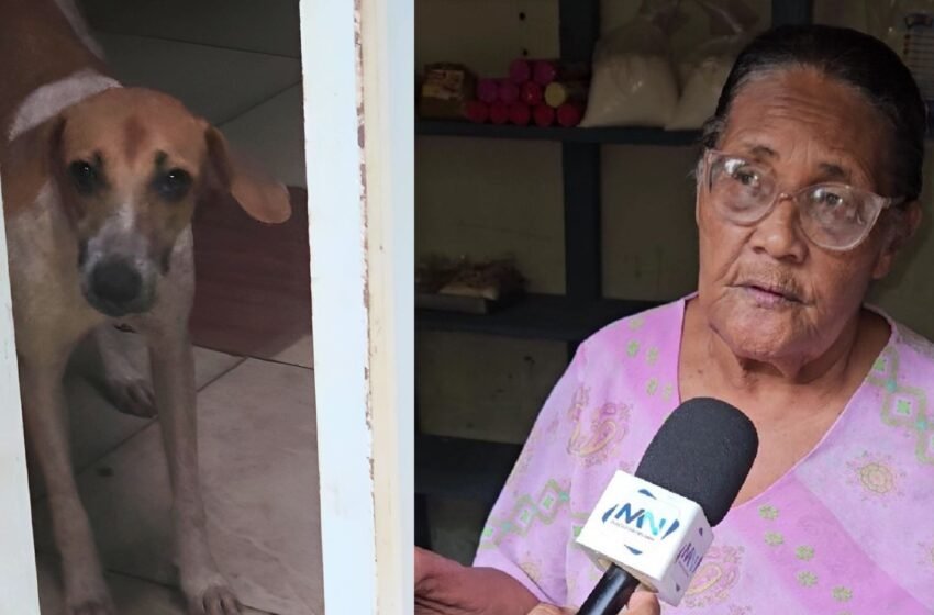 Terror da Rua Nanuque: Vira-lata caramelo é capturada após morder vários moradores em rua de Medeiros Neto