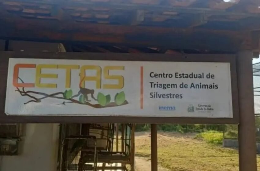  Força-tarefa resgata quase mil animais silvestres na Chapada Diamantina
