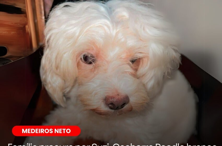  Fam&iacute;lia procura por Suzi, Cachorra Poodle branca que est&aacute; desaparecida em Medeiros Neto