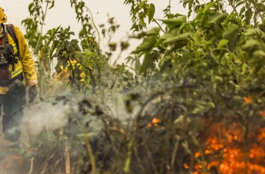  Brasil enfrenta 1 milhão de focos de queimada em quatro anos