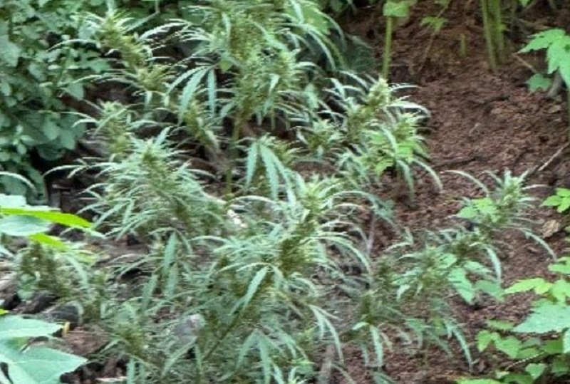 Polícia encontra 10 pés de maconha cultivados em sítio na zona rural de Guaratinga