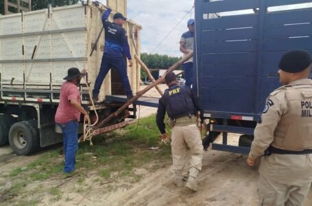 Operação “Porteira Fechada” apreende três animais soltos em rodovias de Posto da Mata