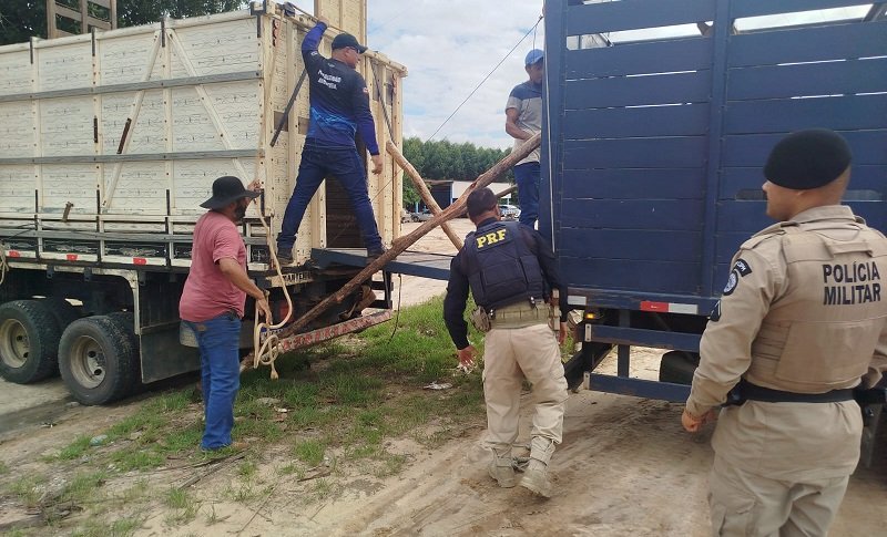  Operação “Porteira Fechada” apreende três animais soltos em rodovias de Posto da Mata